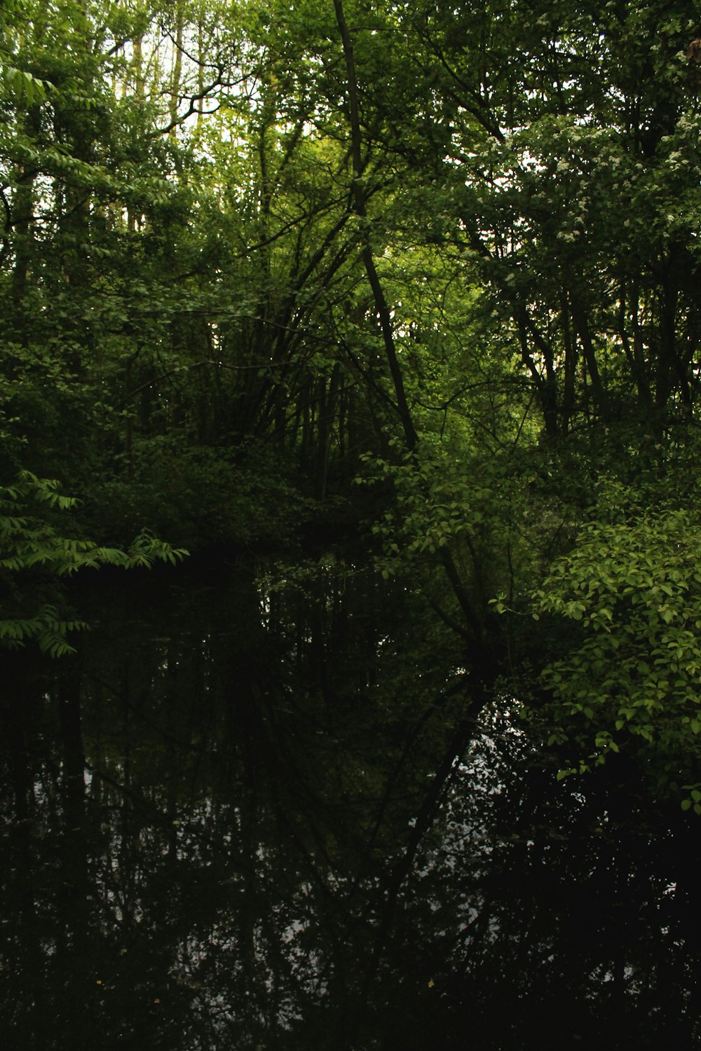 a body of water surrounded by trees and bushes