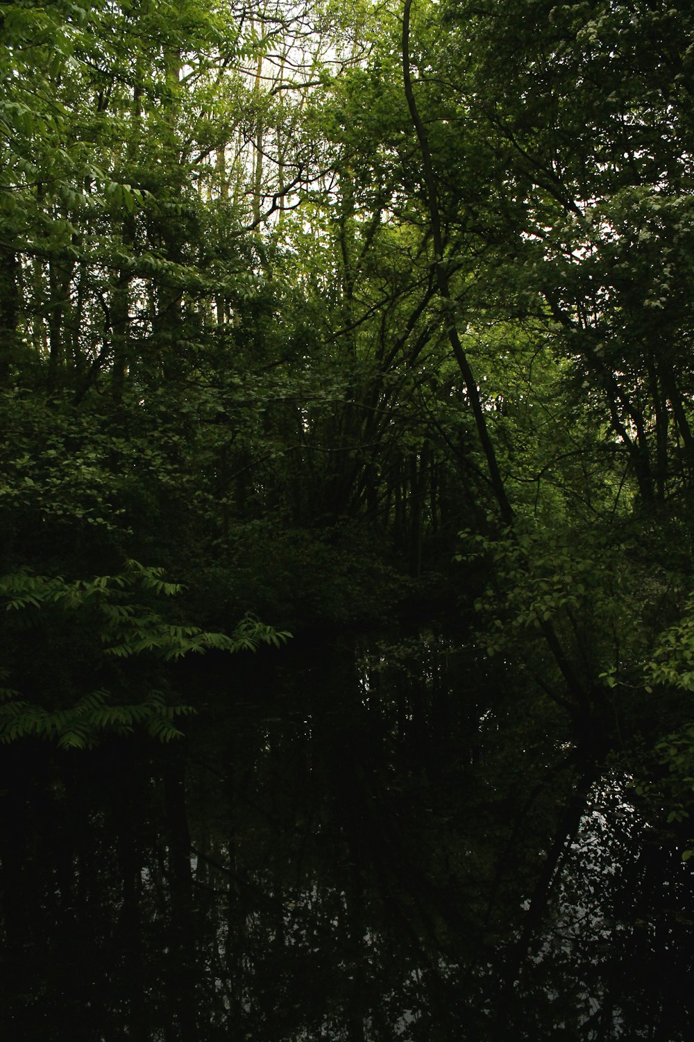 a body of water surrounded by lush green trees