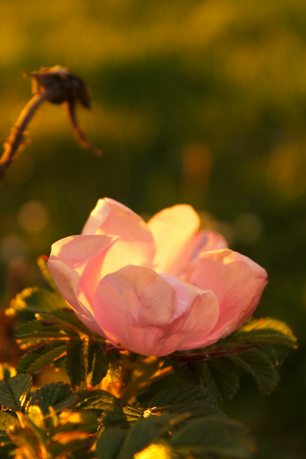 a pink rose is blooming in the sun