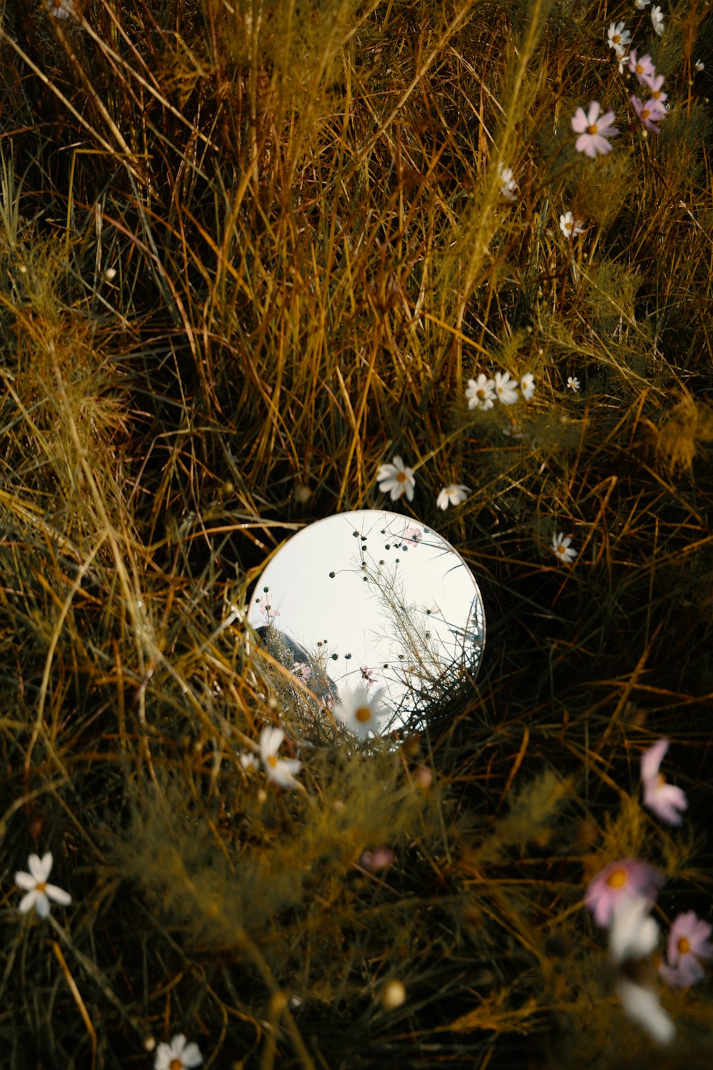 a white frisbee sitting in the middle of a field of flowers