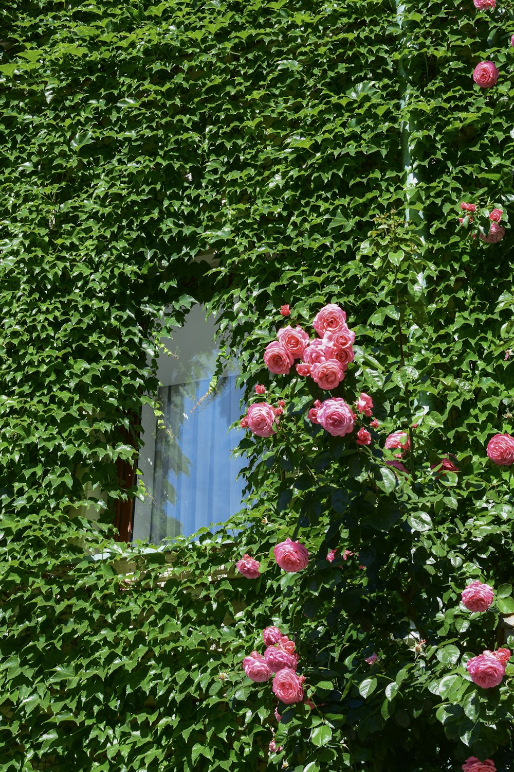 a building covered in pink flowers next to a window