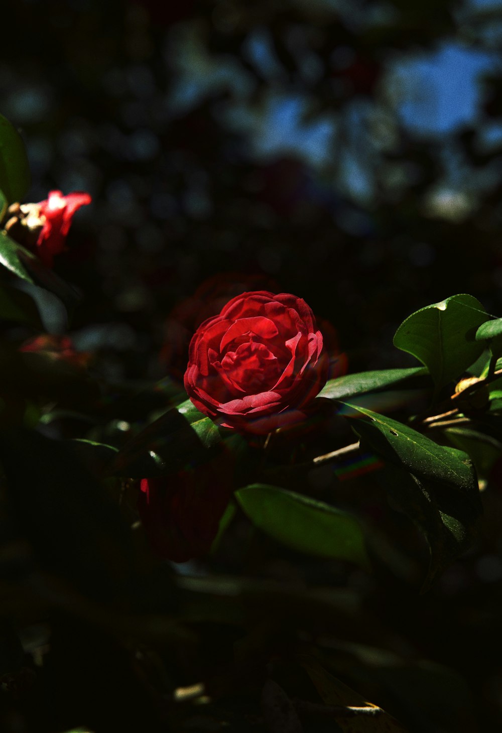 a red rose sitting on top of a tree branch