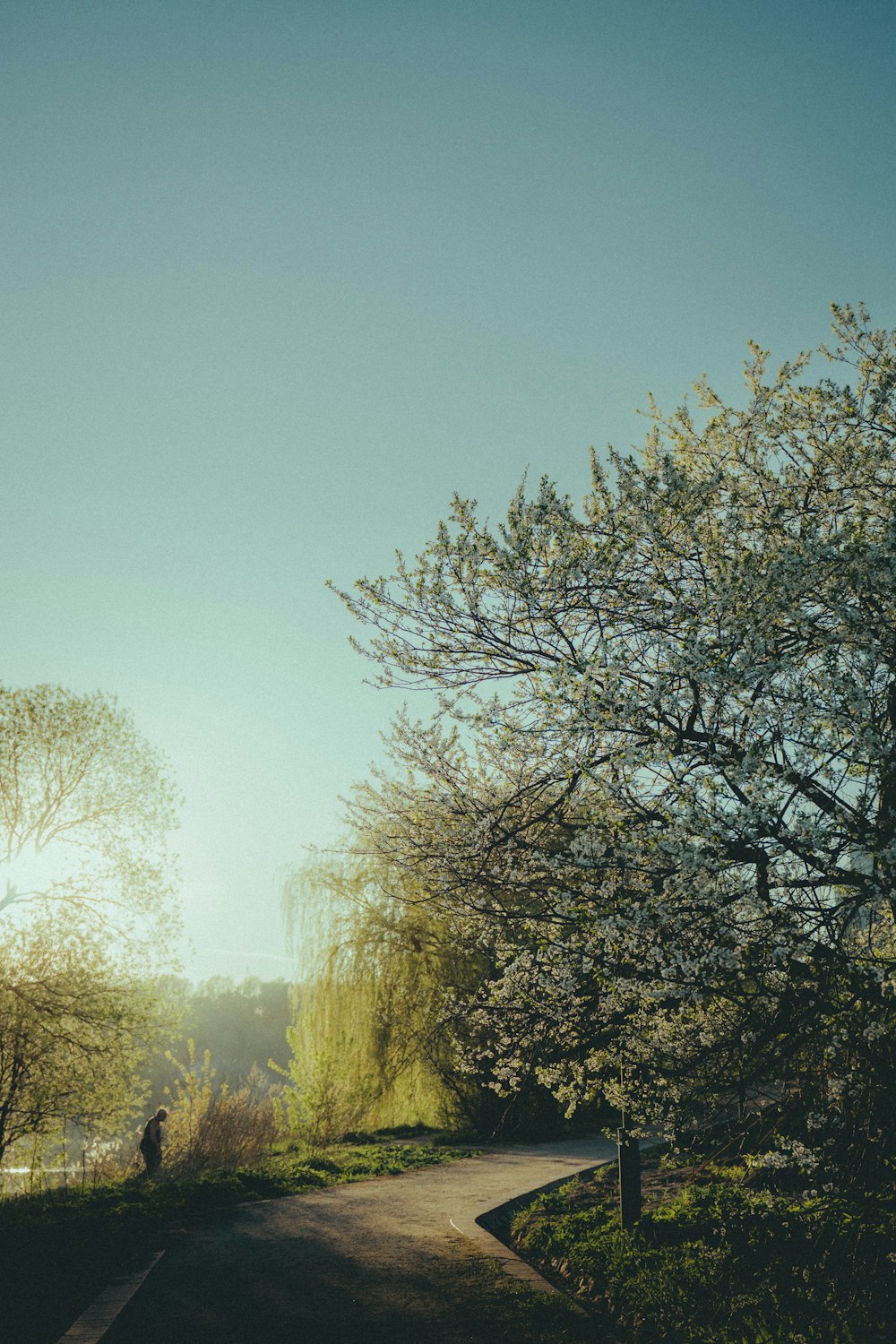 a person walking down a path in a park