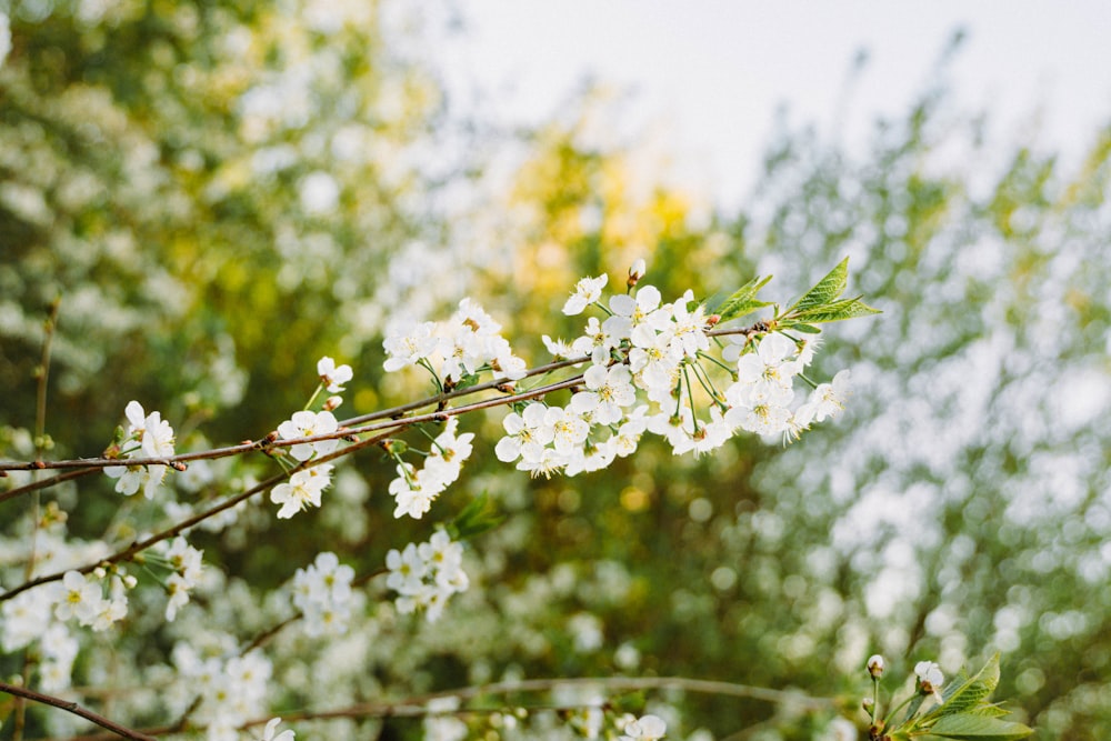 a branch of a tree with white flowers