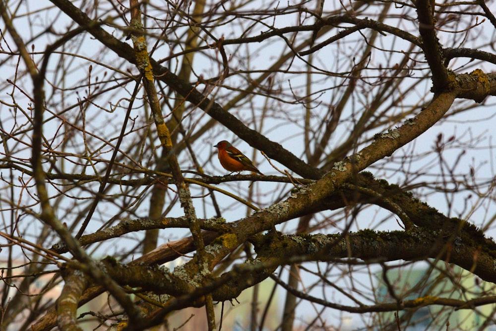 a small red bird perched on a tree branch