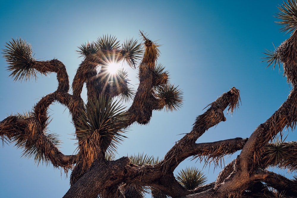 the sun shines through the branches of a joshua tree