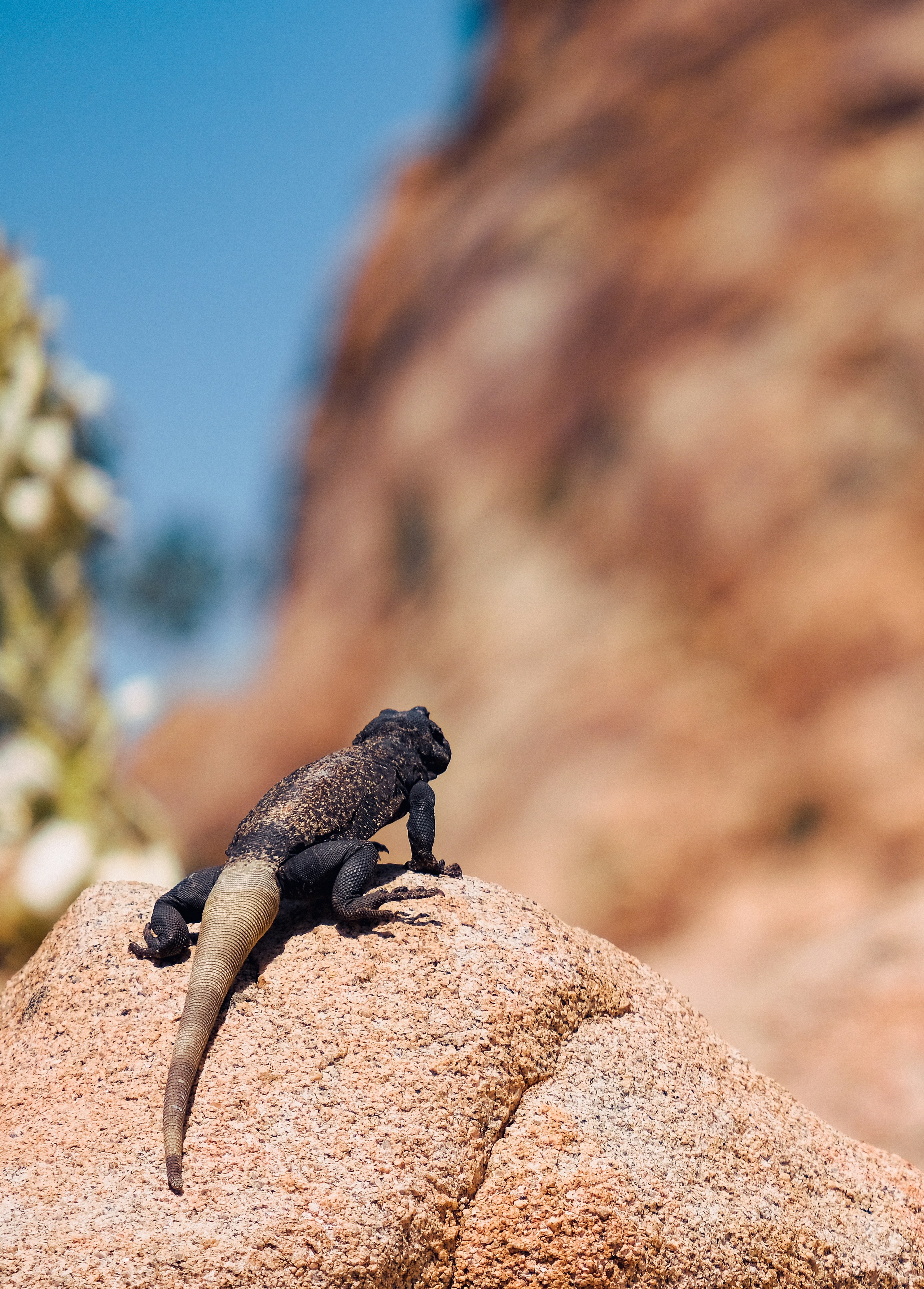Protecting Chuckwalla: California’s Outdoor Recreation Economy