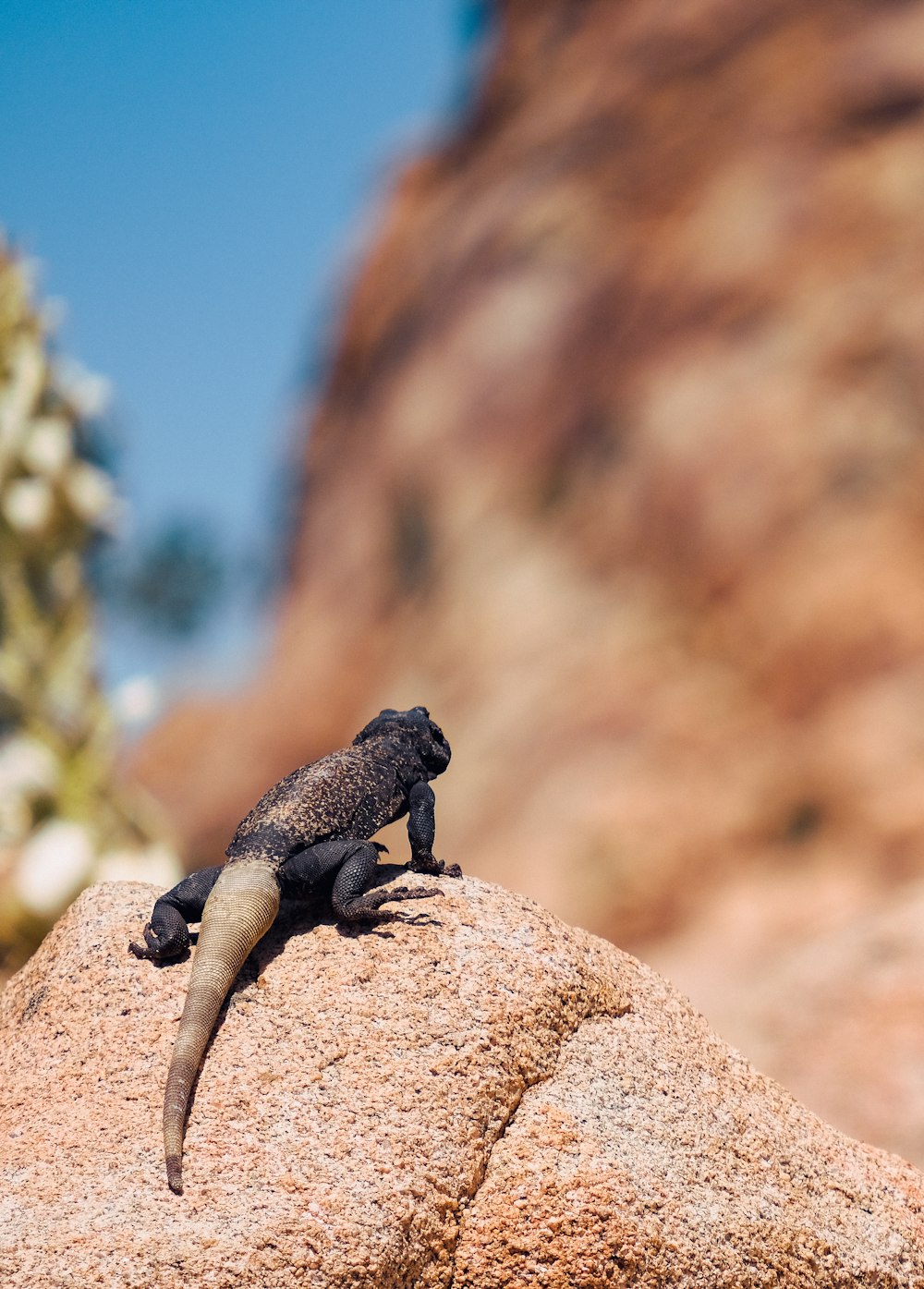 una piccola lucertola seduta in cima a una roccia