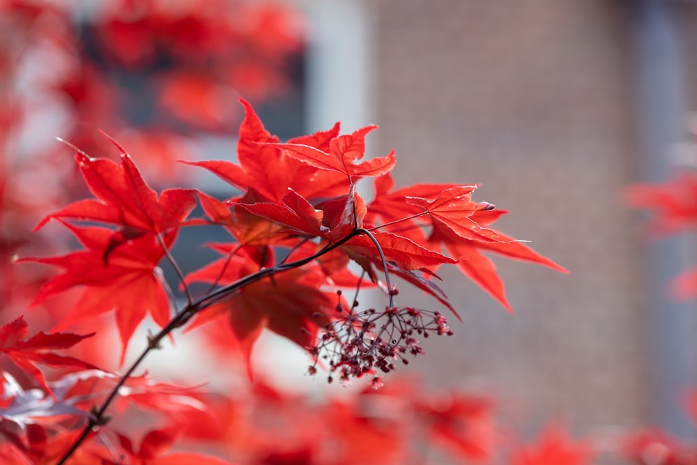 a close up of red leaves on a tree