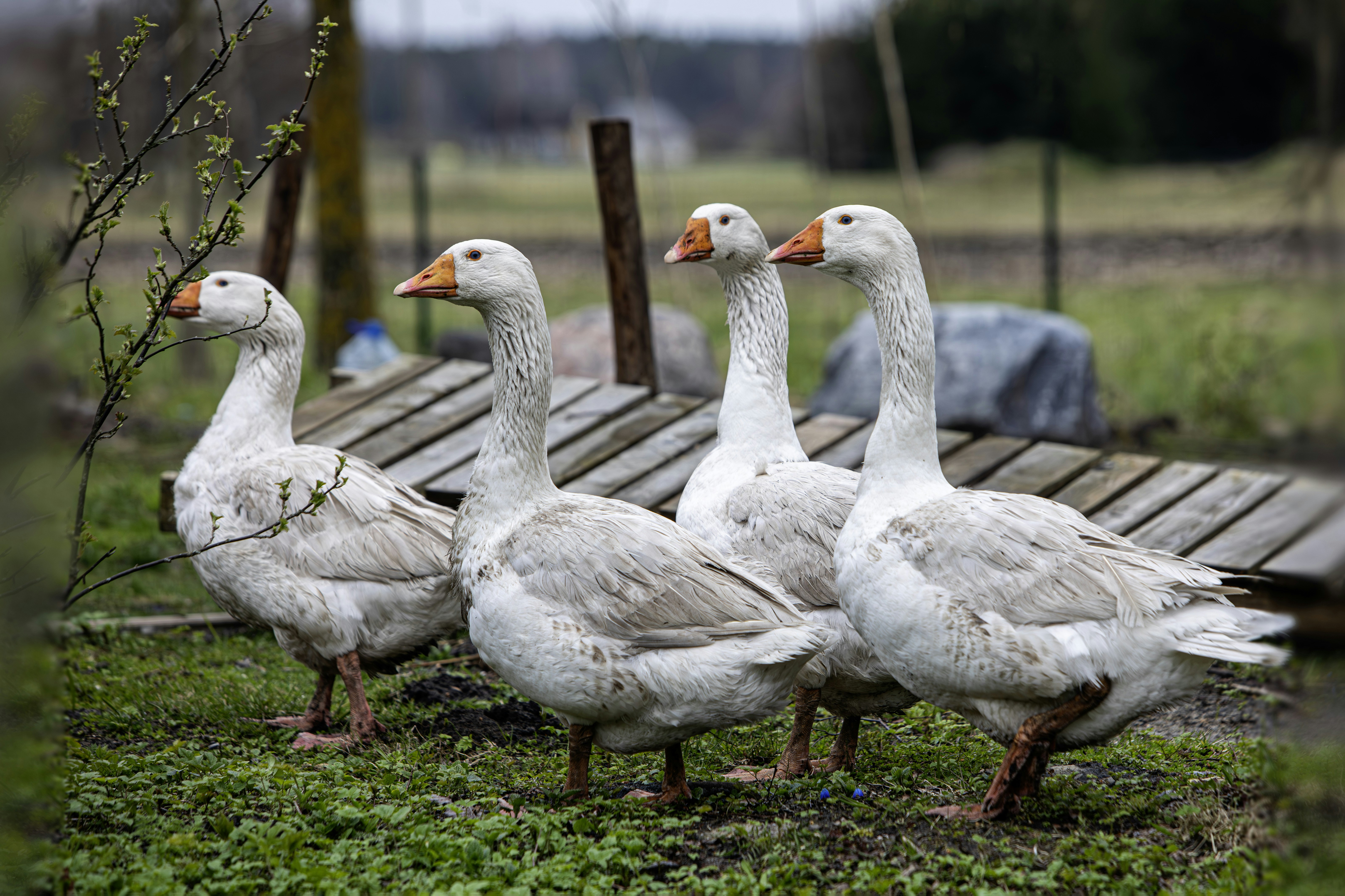 Photo by erik_karits