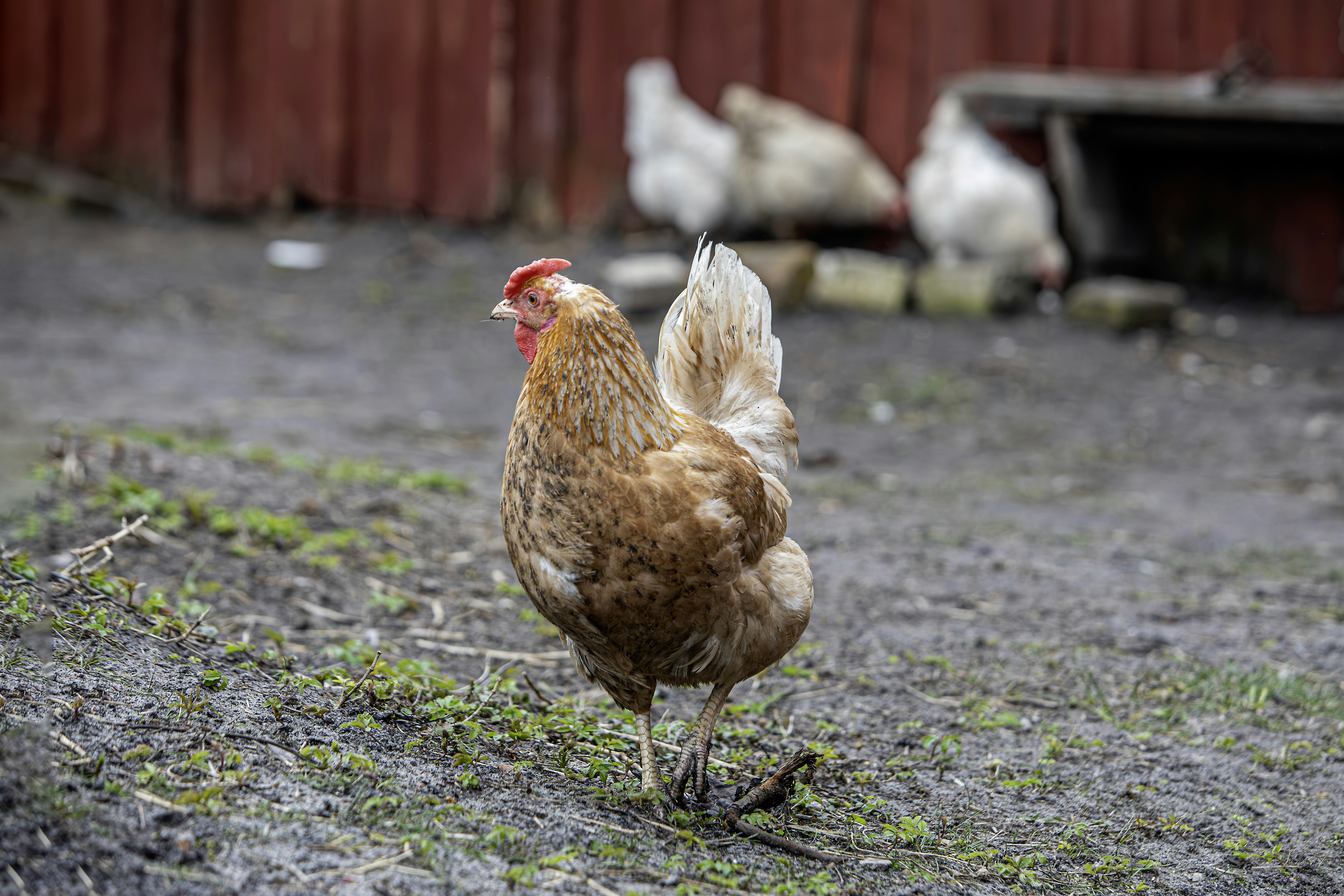 Photo by erik_karits