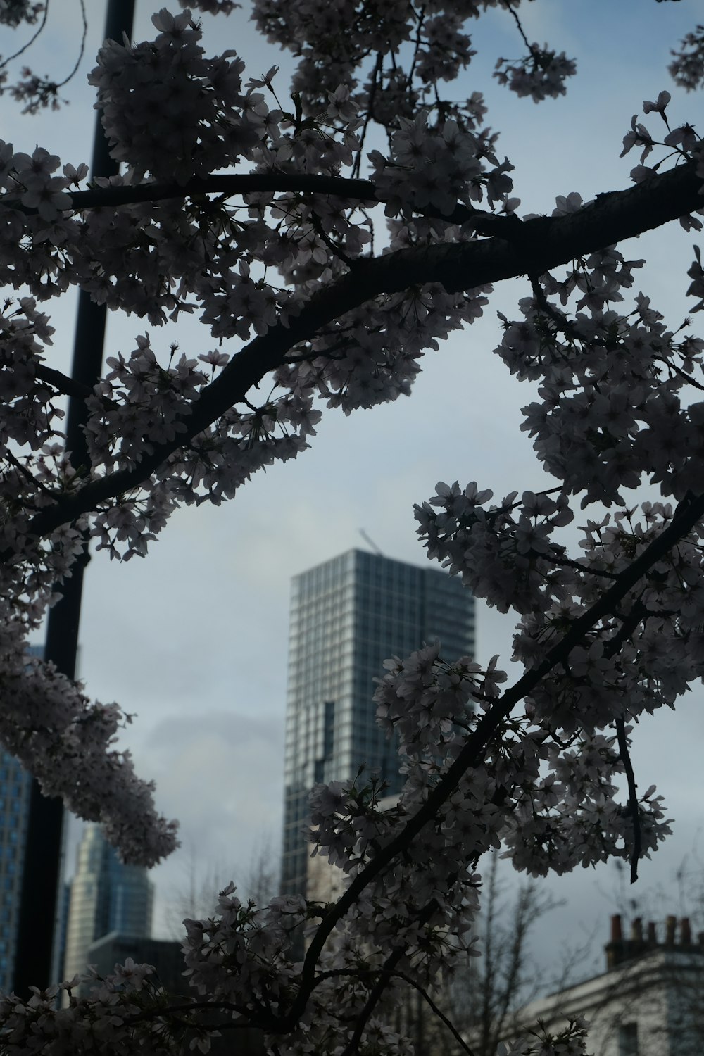 un árbol con flores blancas frente a un edificio alto