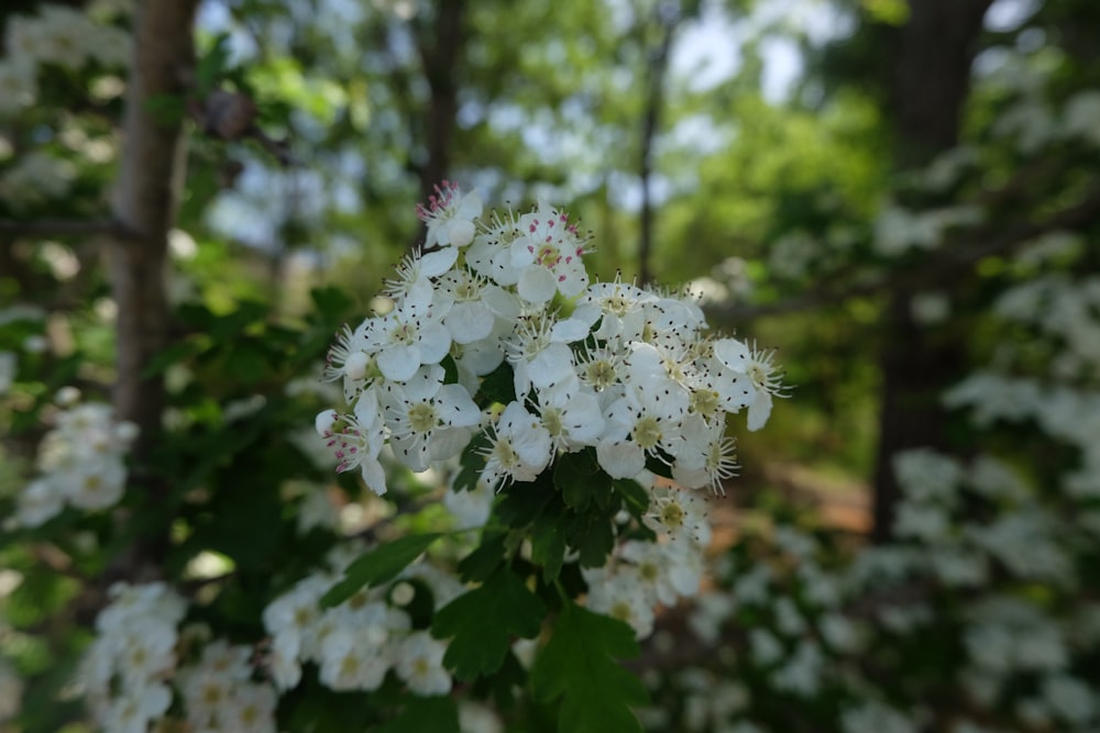 a cluster of white flowers in a forest