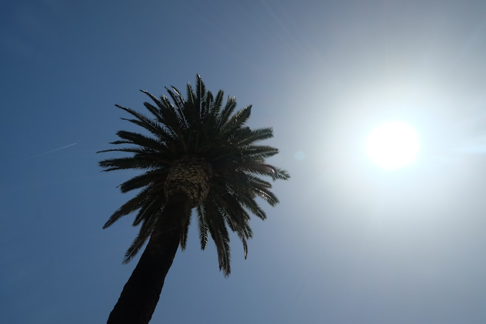 a palm tree with the sun in the background