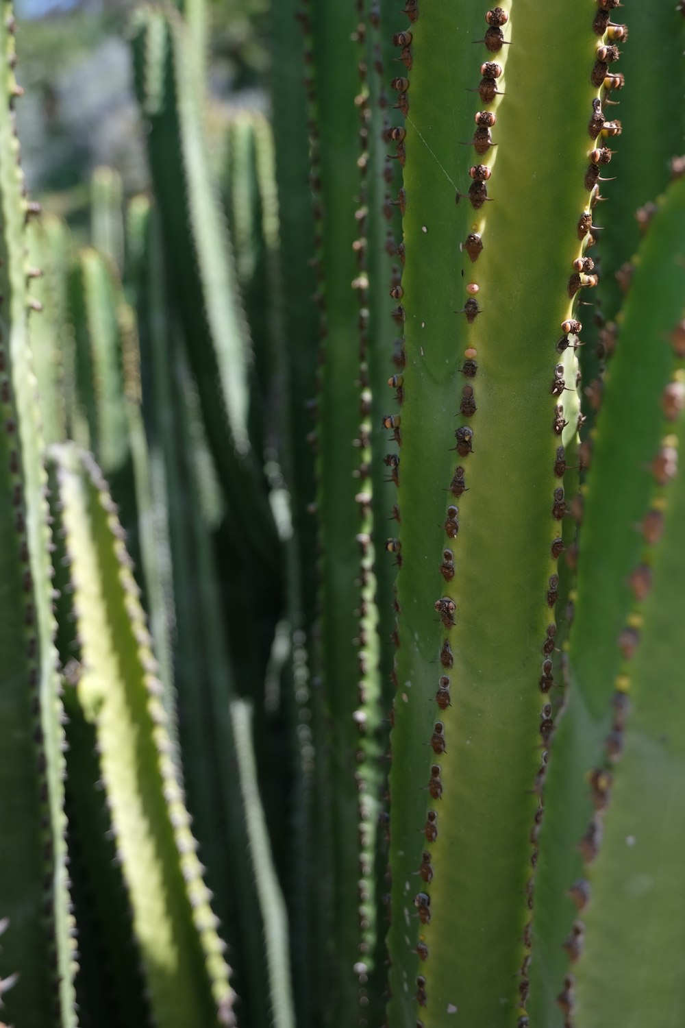 a close up of a large green cactus plant