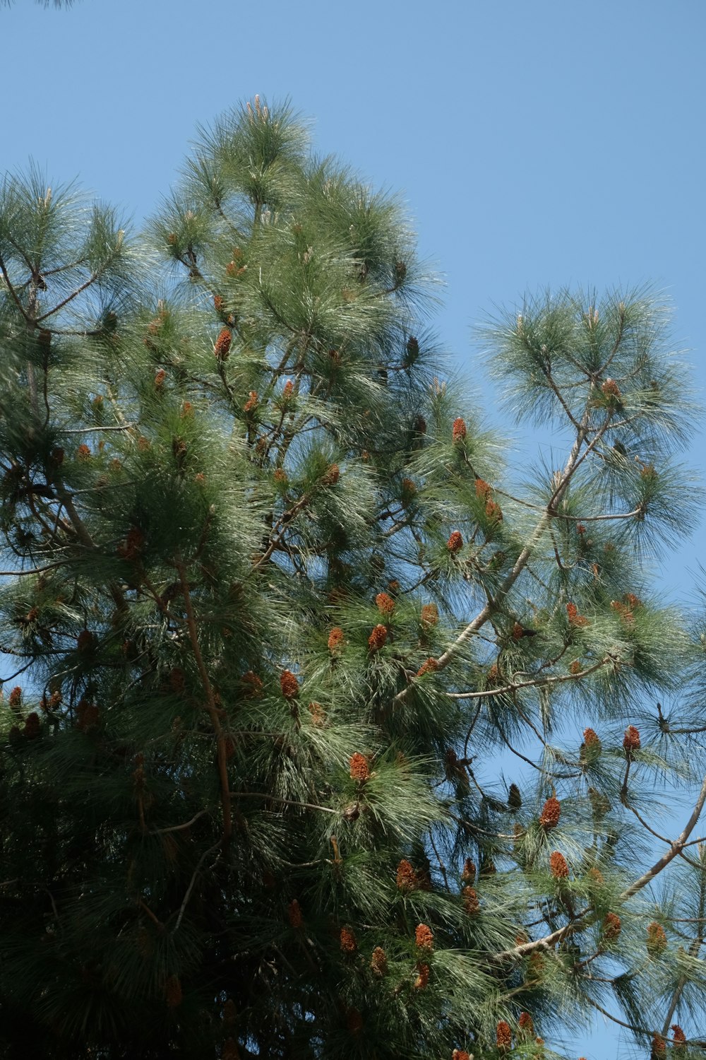 a pine tree with lots of cones on it