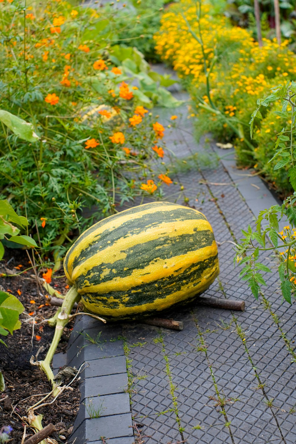 a watermelon laying on the ground in a garden