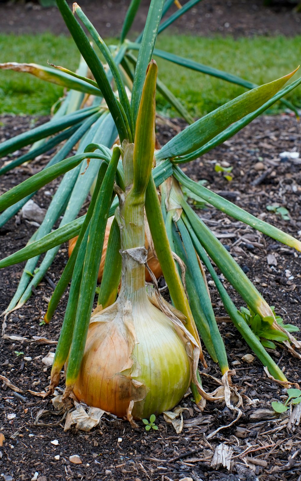 a close up of a garlic plant growing in a garden