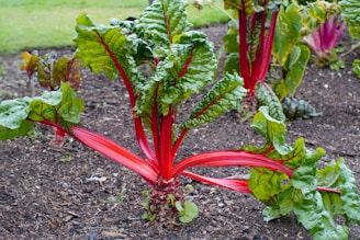 a bunch of green and red plants in a garden