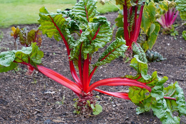 a bunch of green and red plants in a garden