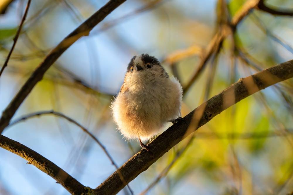 a small bird perched on top of a tree branch