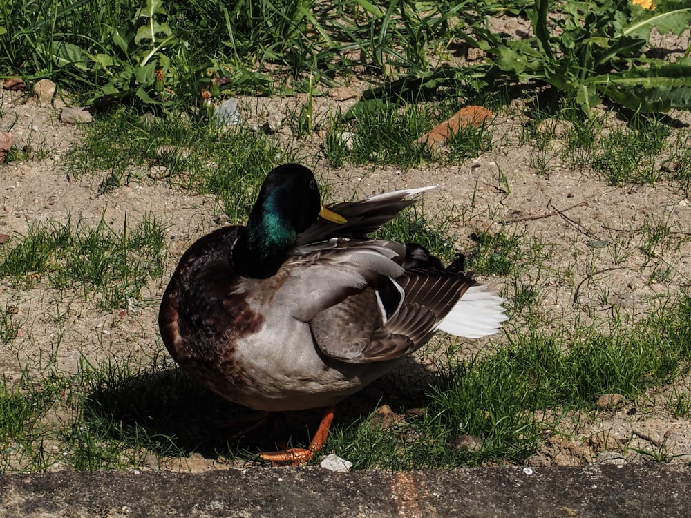 a duck sitting on the ground in the grass