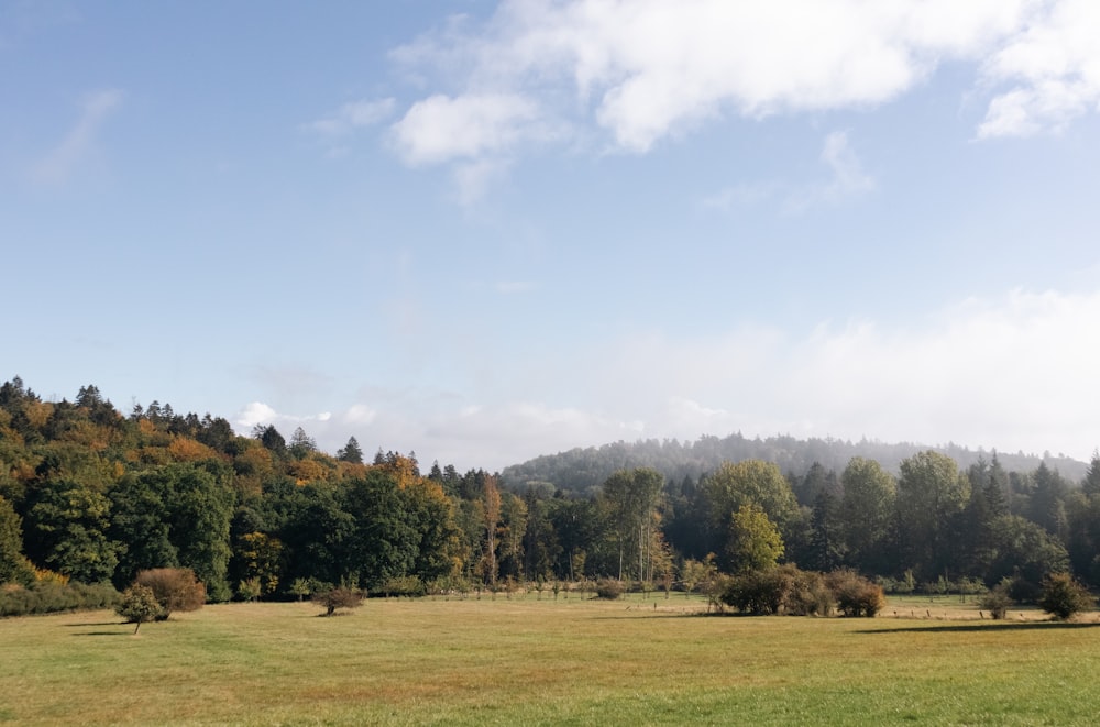 a grassy field with trees in the background