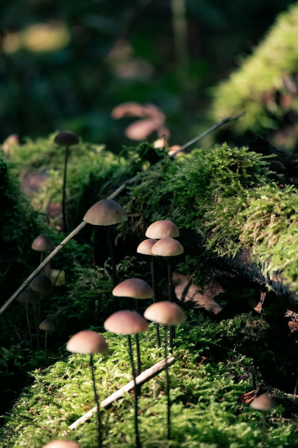 a group of mushrooms growing on a mossy surface