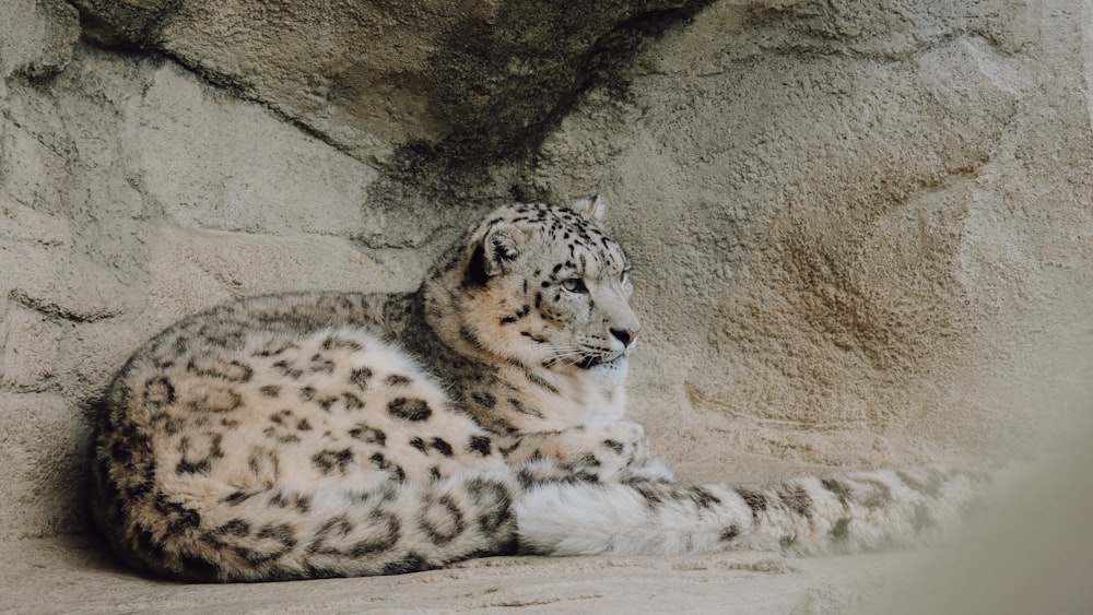 a white snow leopard laying on a rock