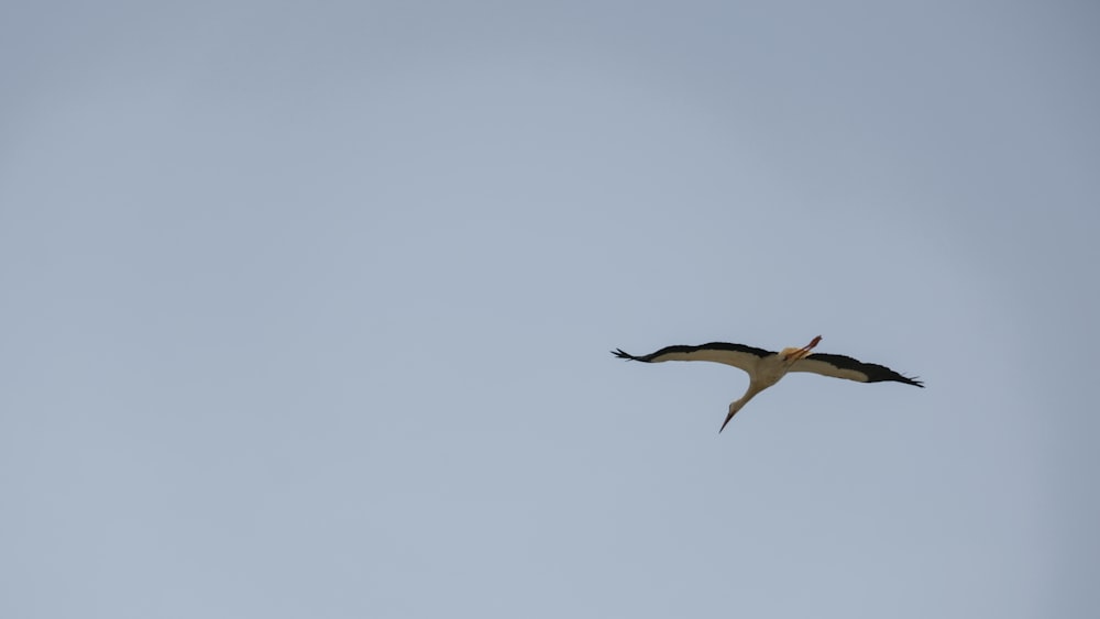 a large bird flying through a blue sky