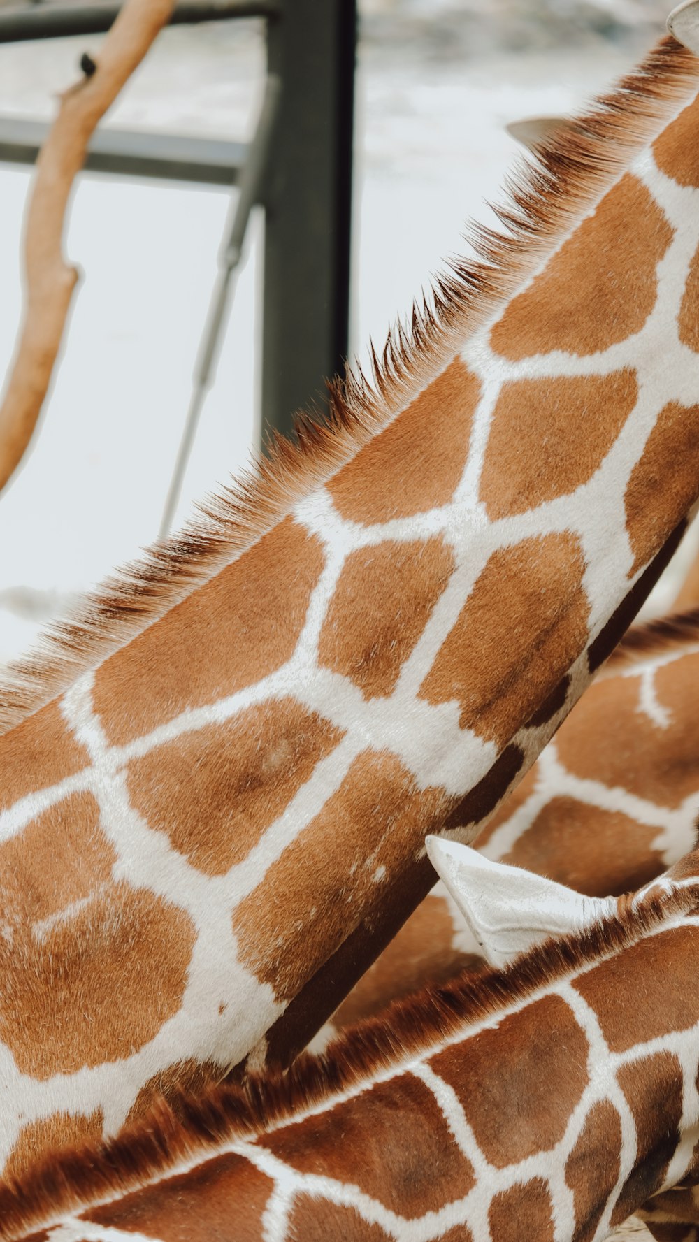 a close up of a giraffes neck and neck
