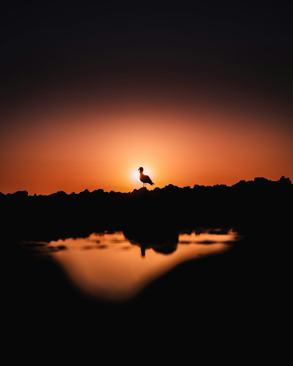 a bird is standing on a hill at sunset