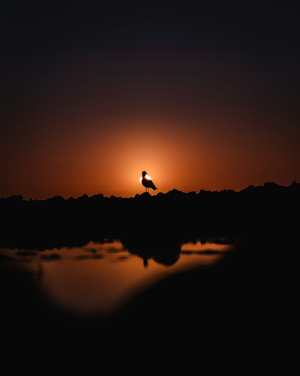 a bird is standing on a rock at sunset