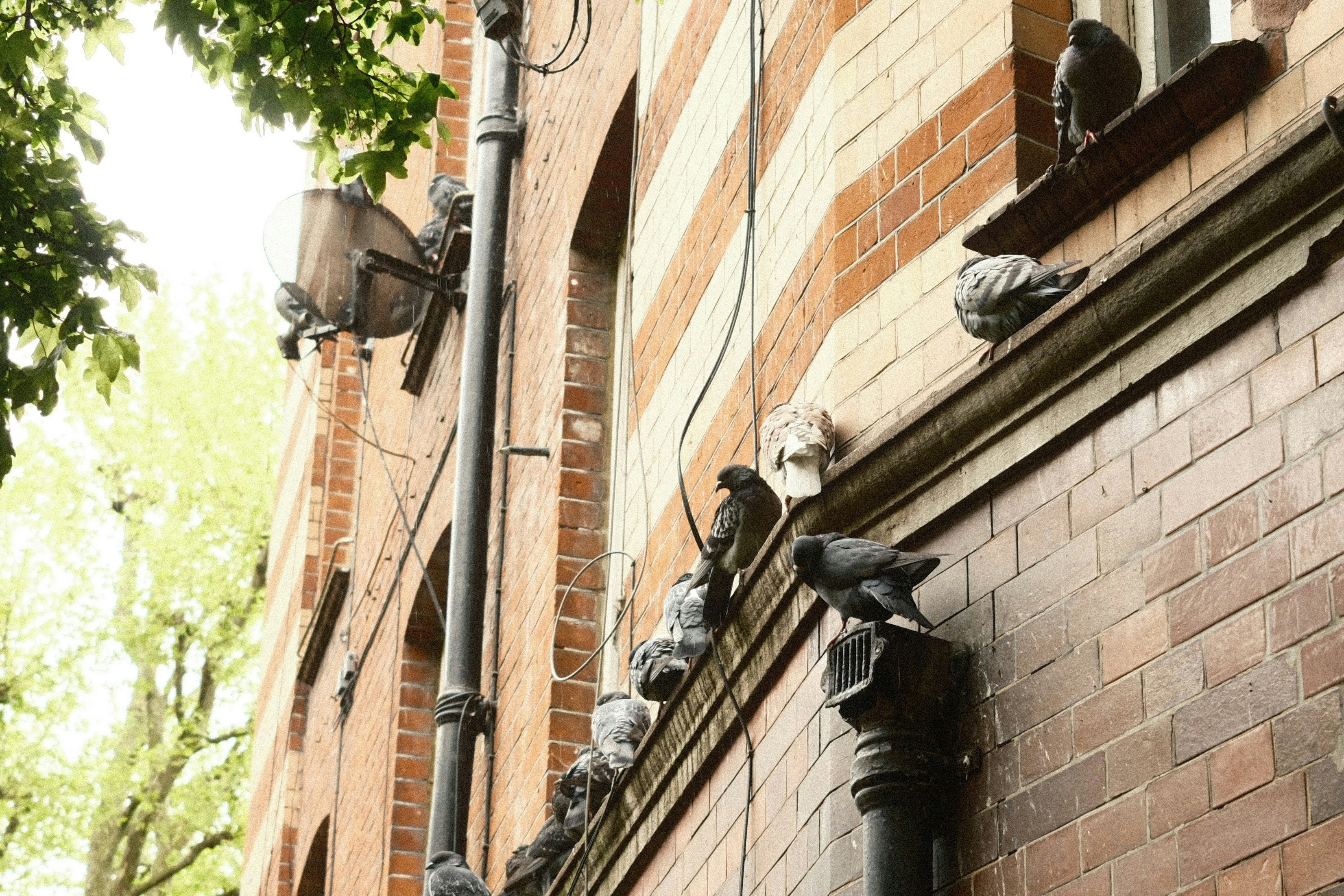 Des pigeons sont perchés à l’angle d’un bâtiment en brique
