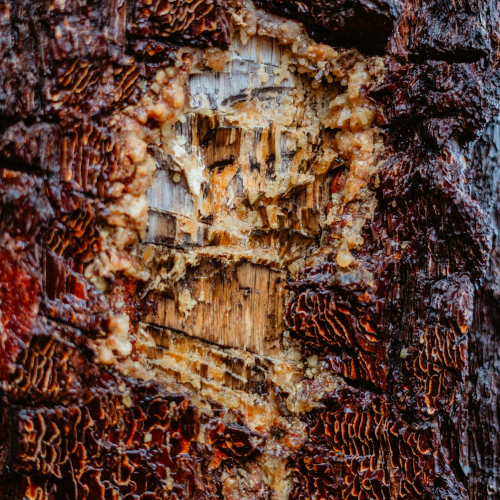 a close up of a tree bark with a heart shaped hole in the bark