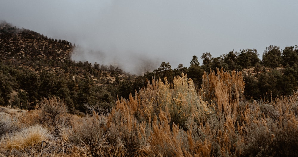 a mountain covered in fog with trees in the foreground