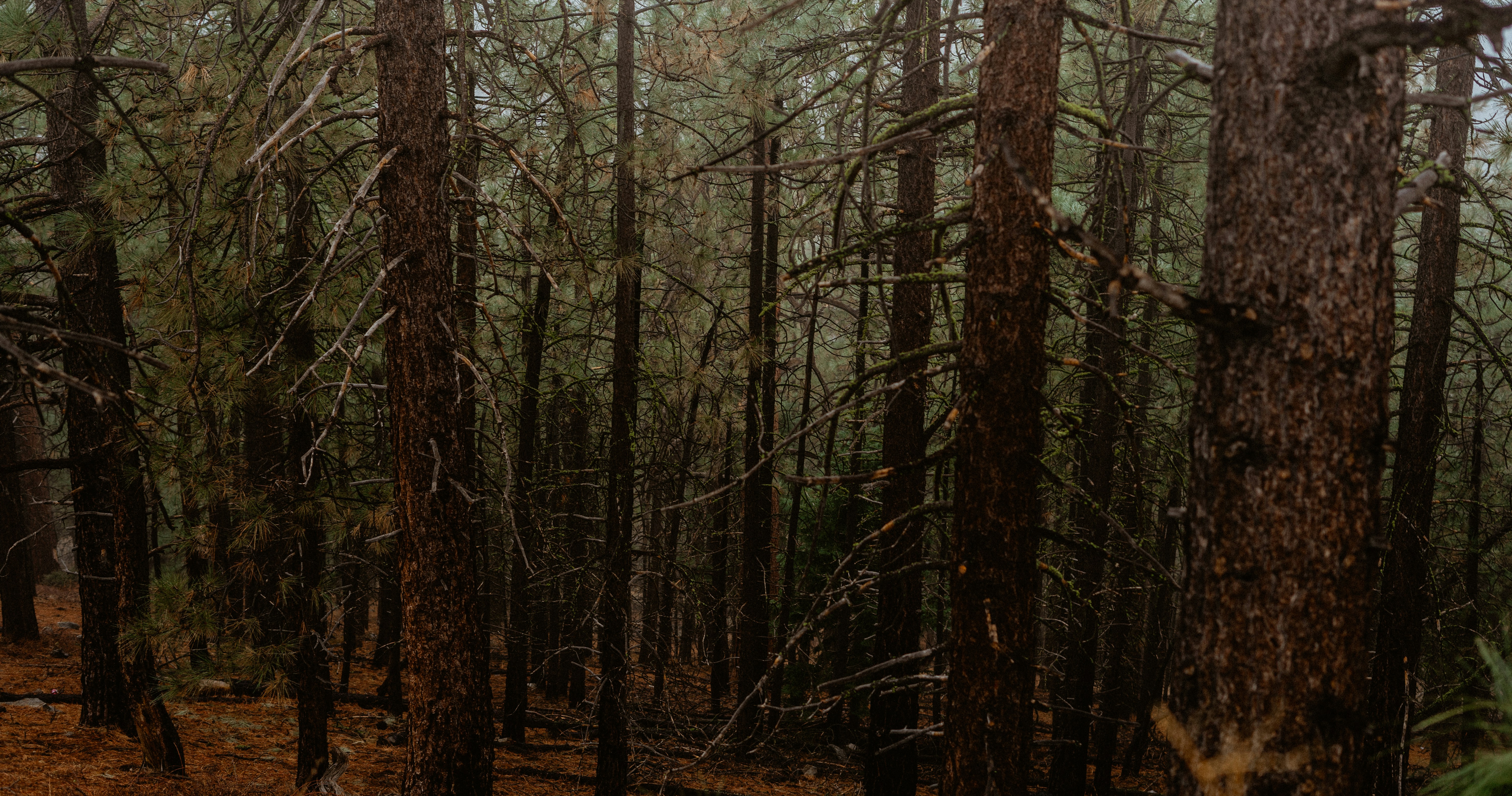 背の高い木々が生い茂る森