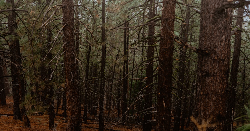 a forest filled with lots of tall trees