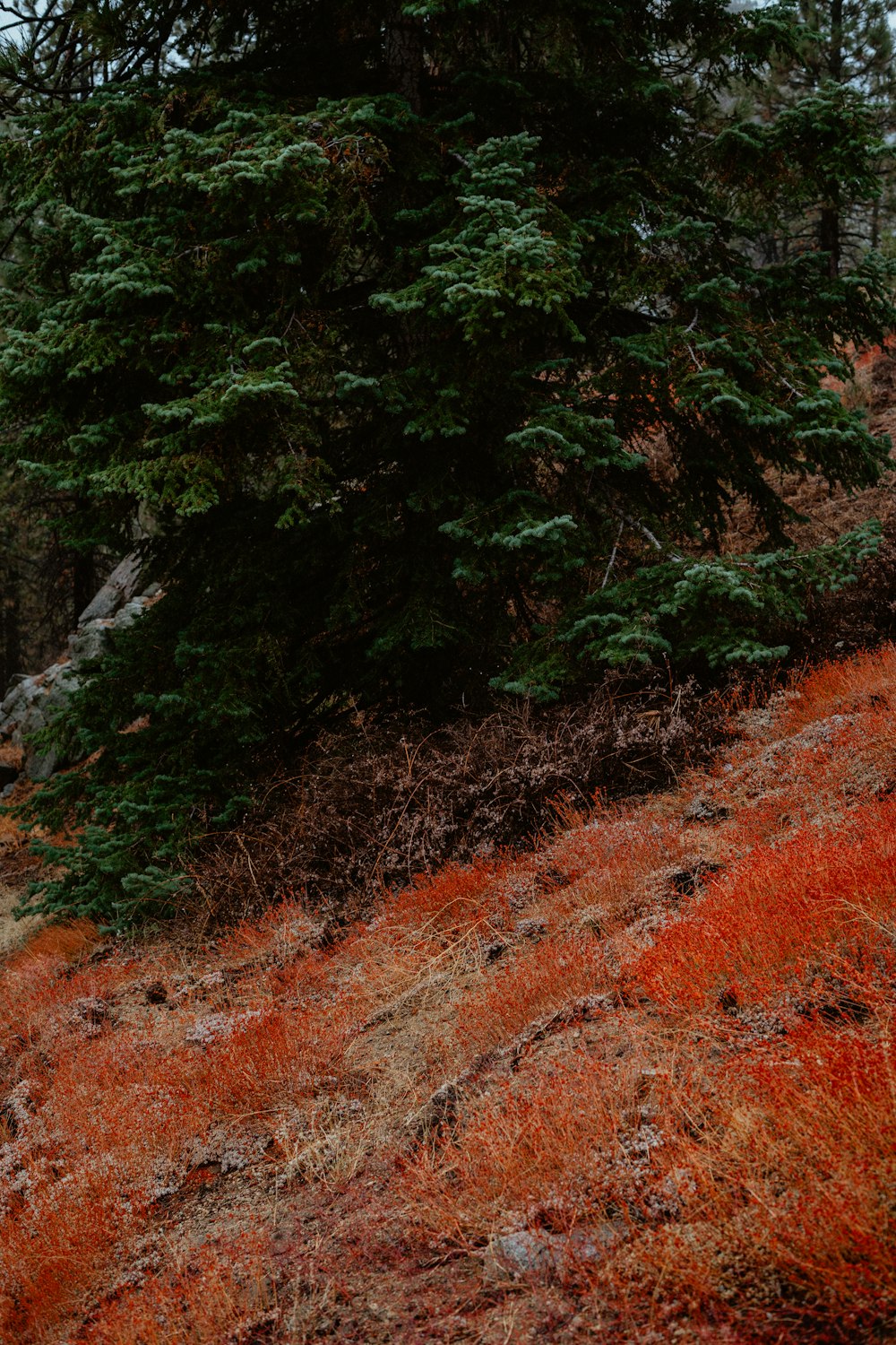 a man riding a horse down a hill next to a forest