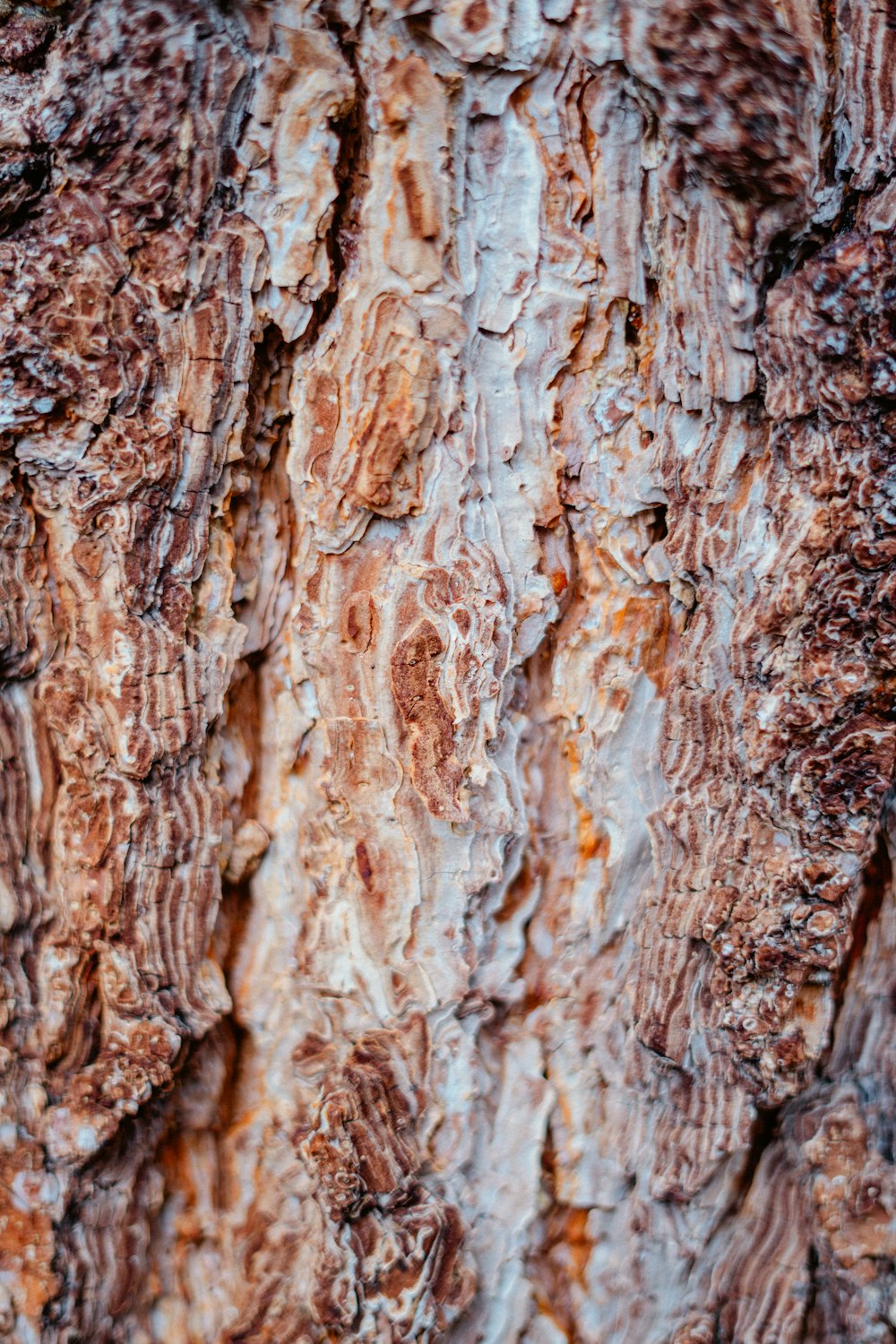 a close up of the bark of a tree