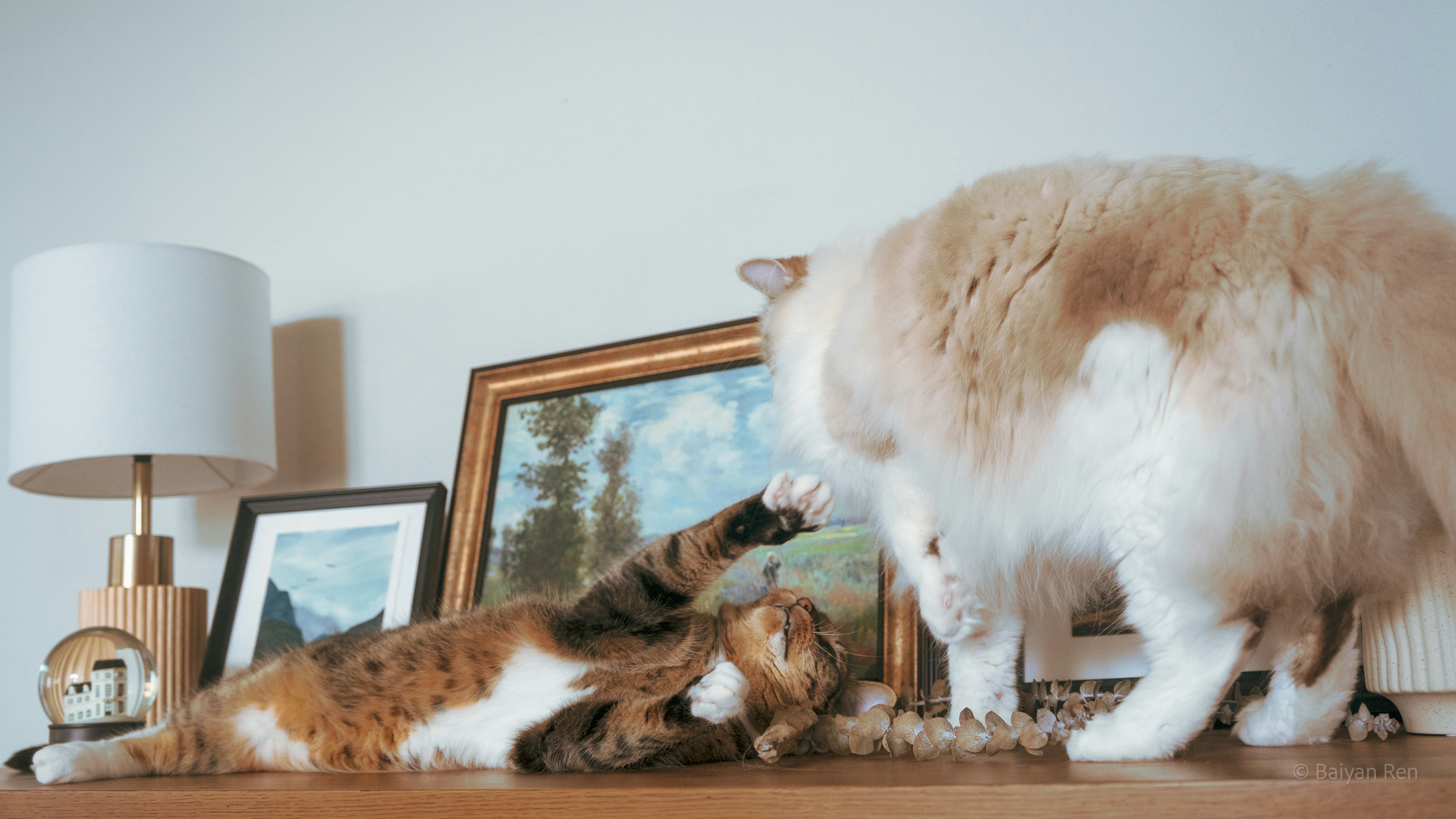 two cats playing with each other on a table