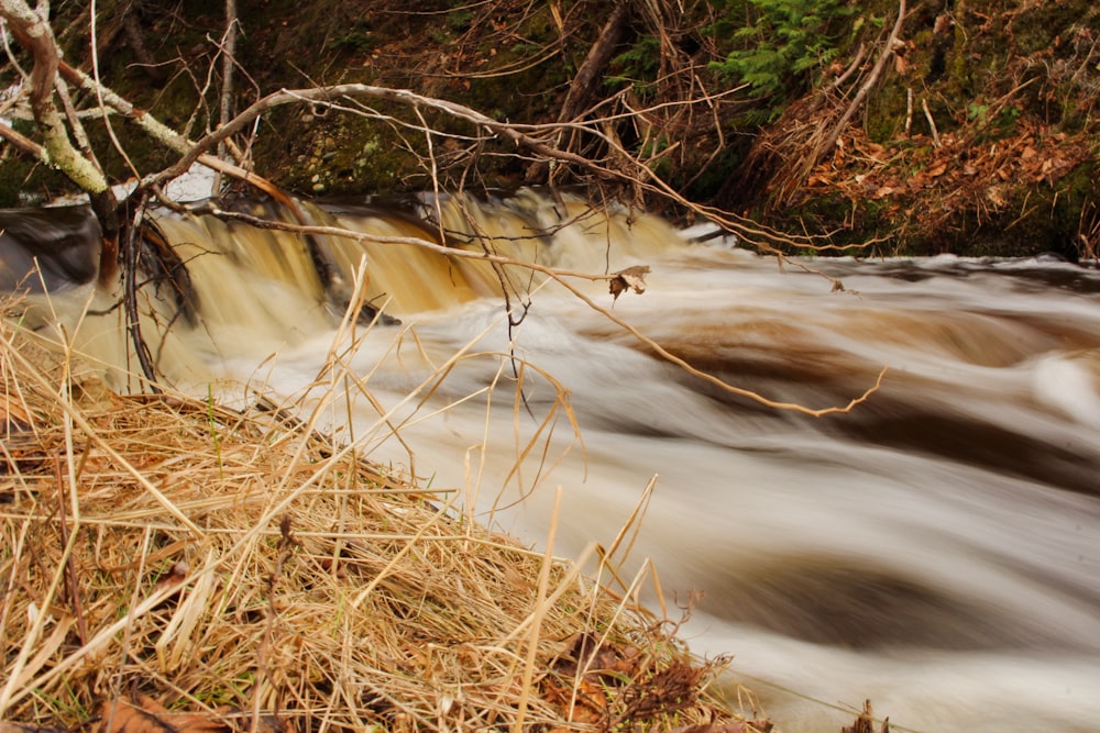 a river running through a forest filled with trees