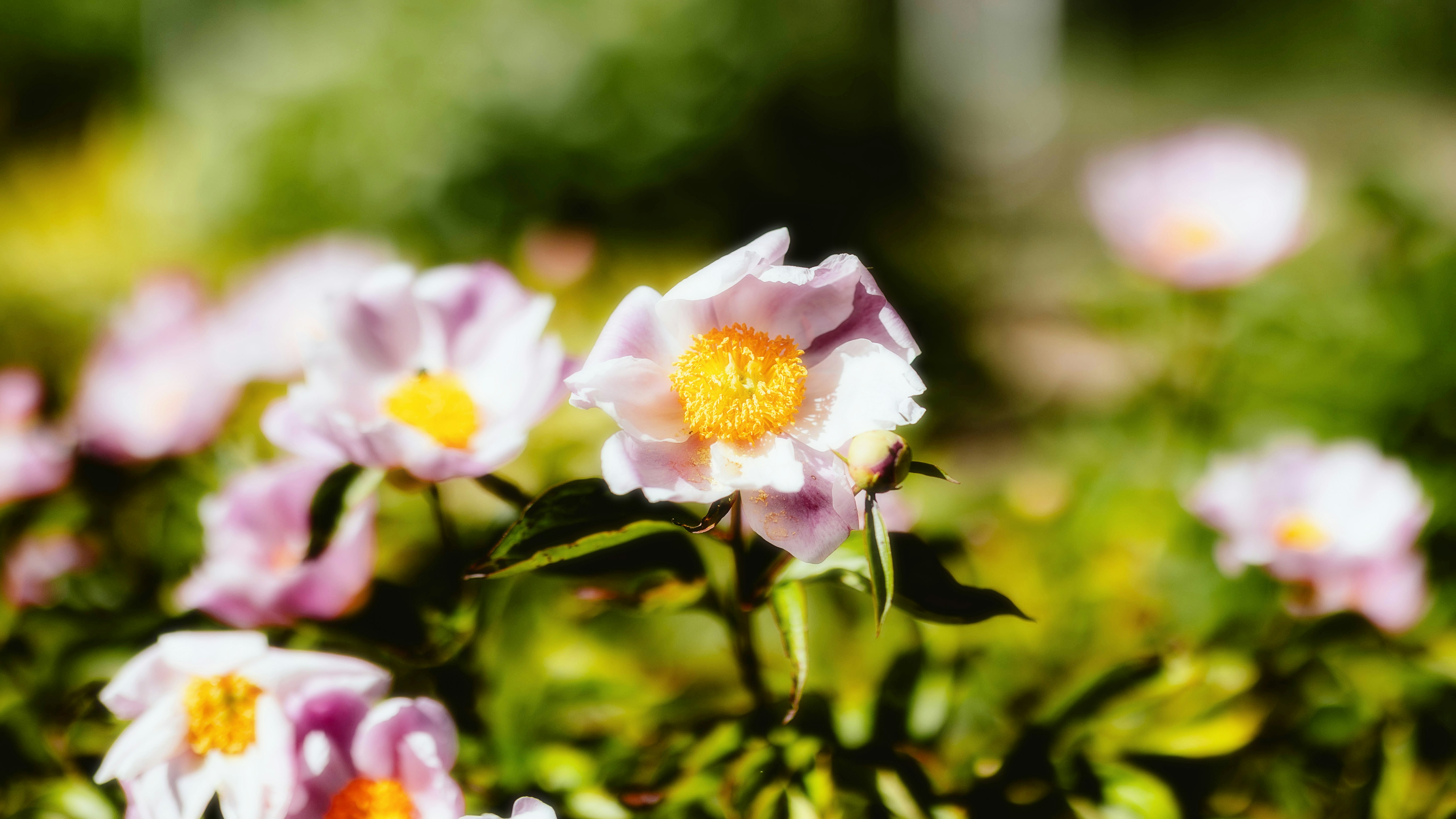 Photo by alingavriliuc