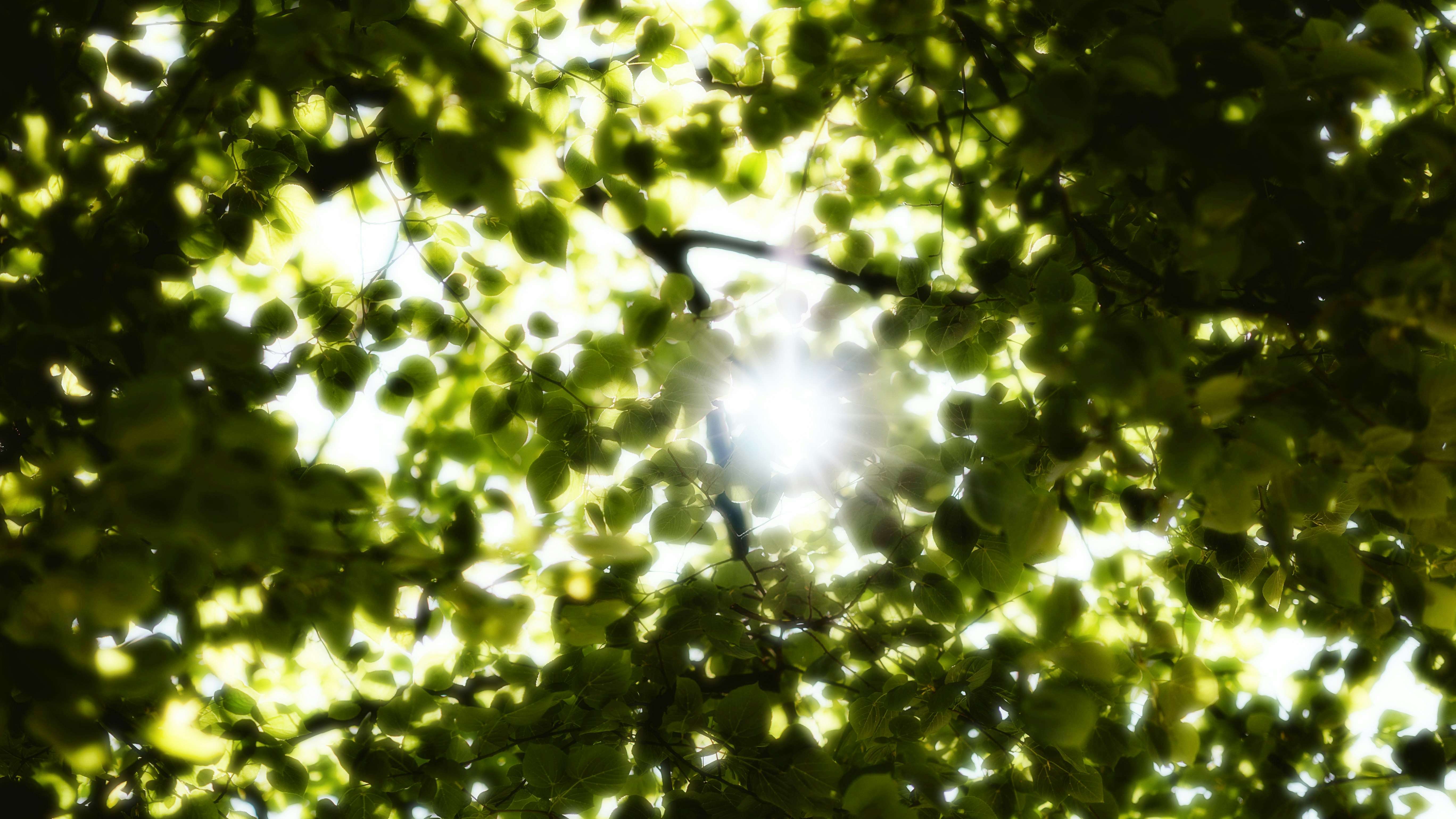 Photo by alingavriliuc