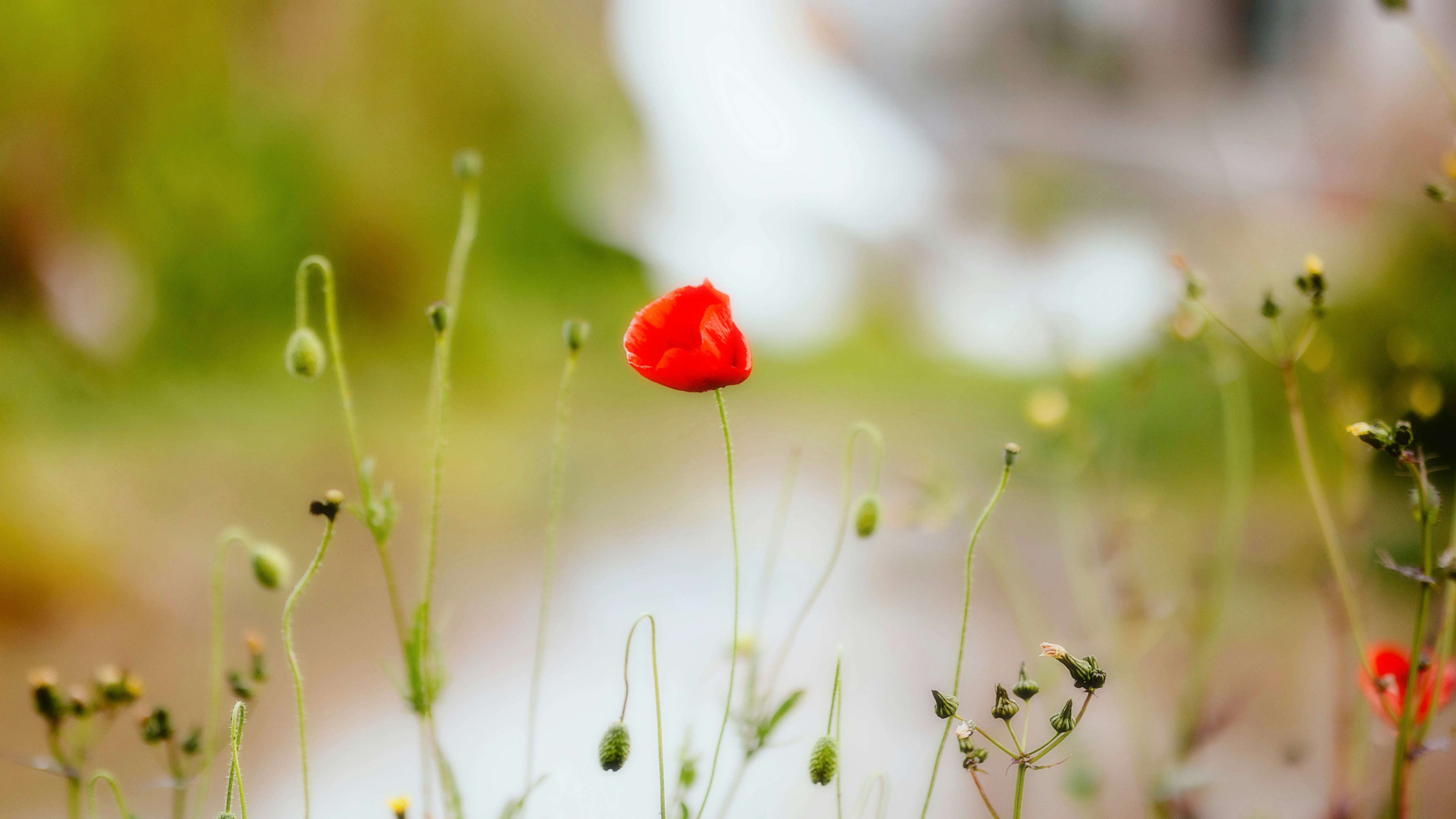 une seule fleur rouge dans un champ d’herbe