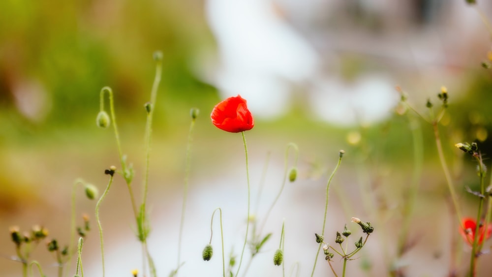 a single red flower in a field of grass