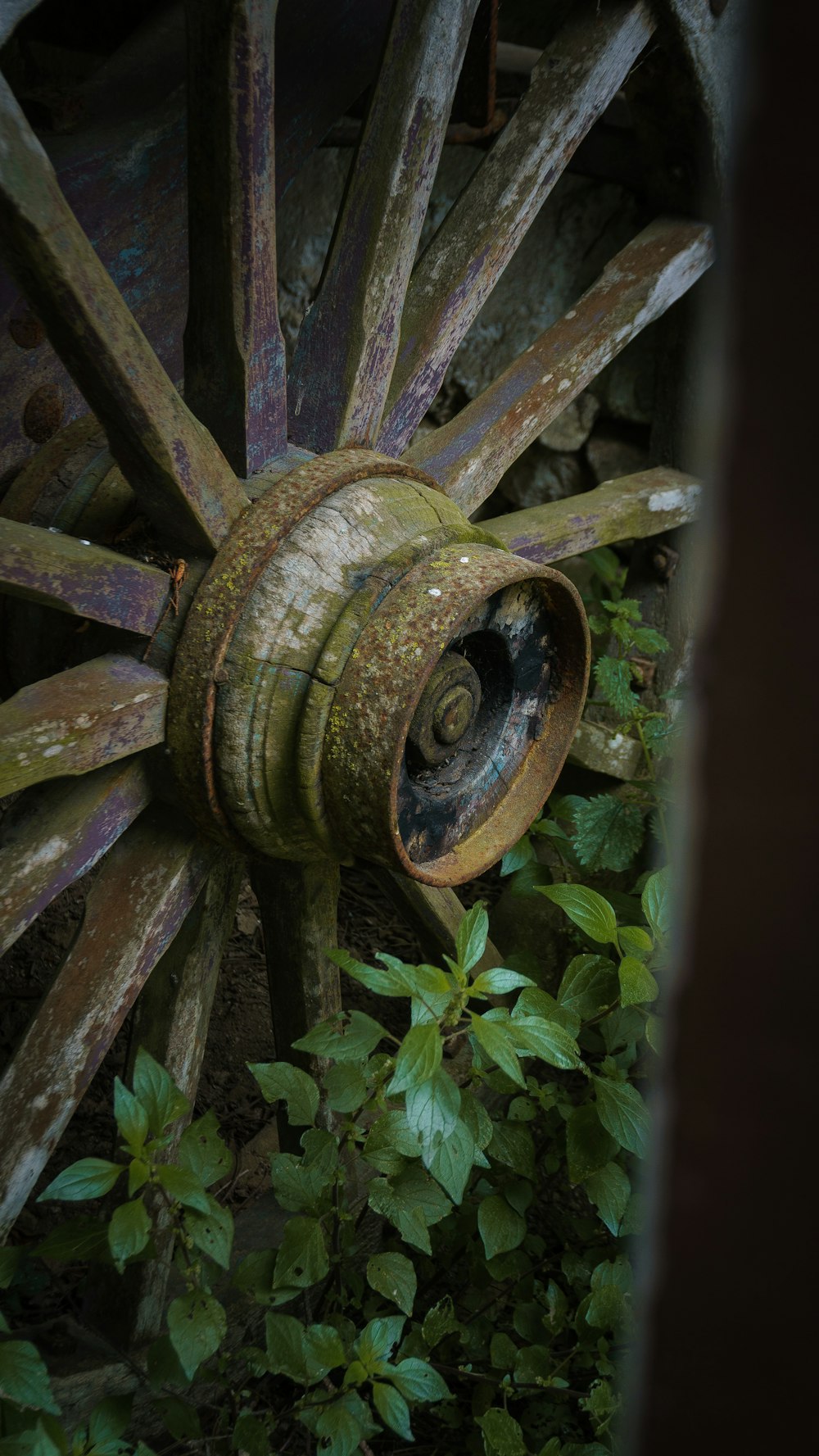 an old rusty wagon wheel surrounded by green plants
