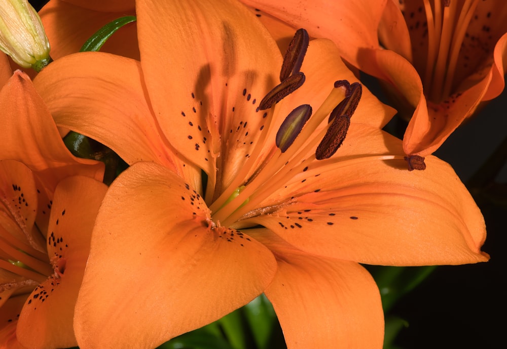 a close up of a bunch of orange flowers