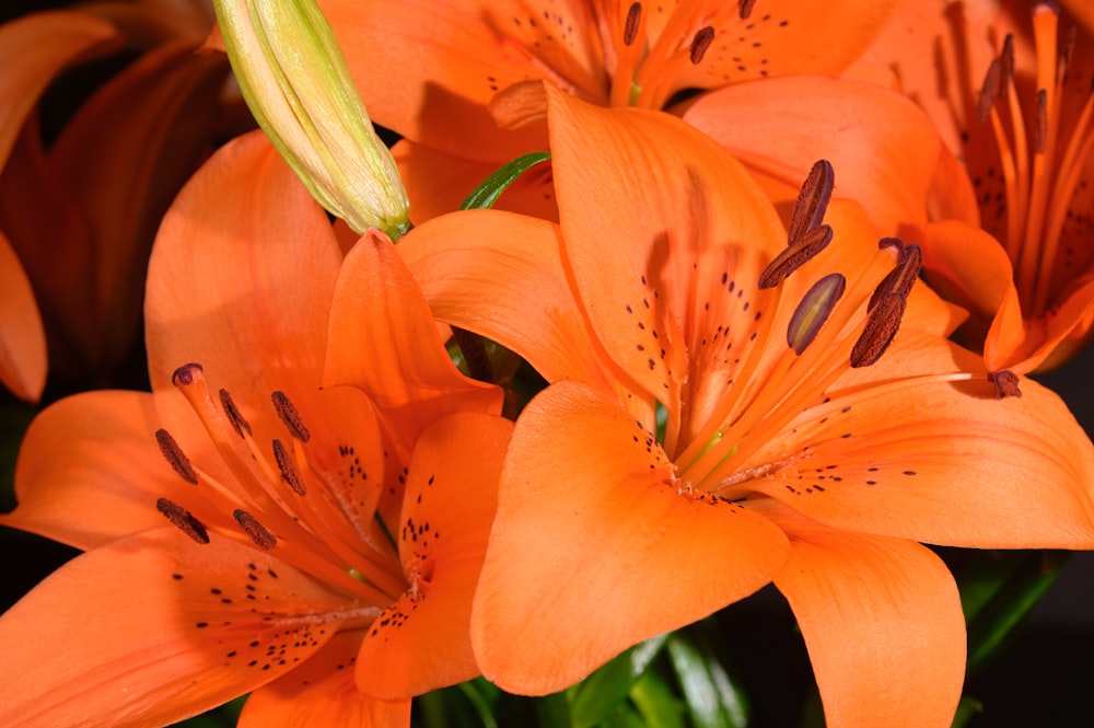 a vase filled with orange lilies on top of a table