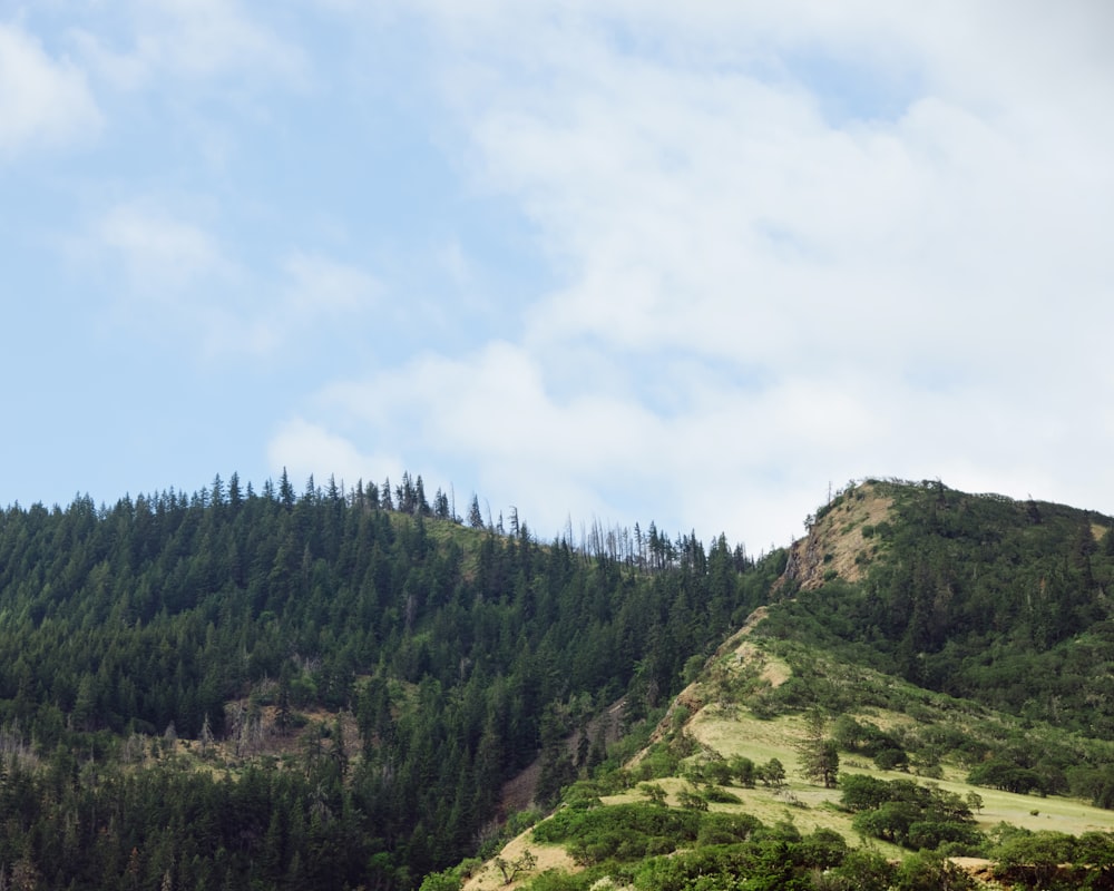 a hill with a forest on the side of it